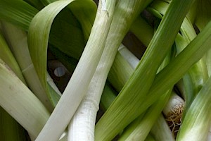 Frühlingsziebeln/